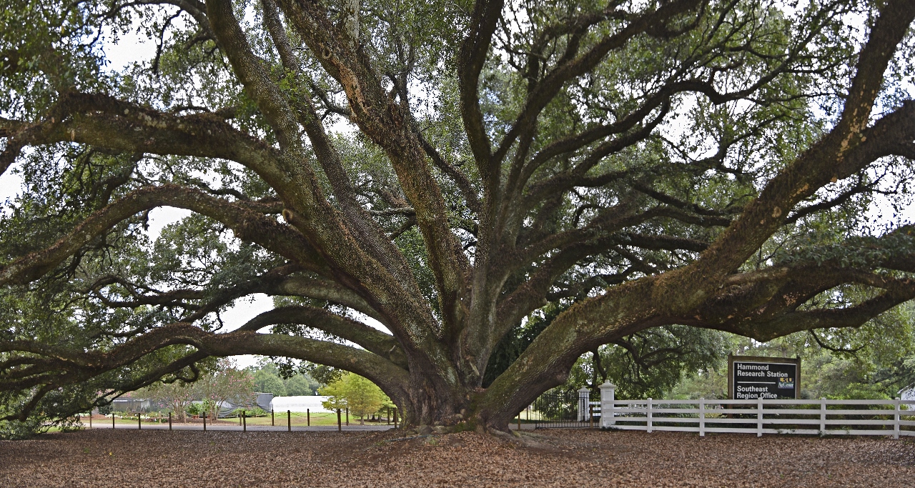 Live oaks have long lives 